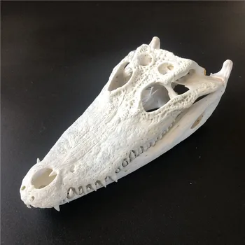 1 buc craniu de animal taxidermie colectare ornament 20 - 25 cm craniu de Animal specimen