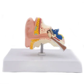 Desktop Anatomia Urechii Modelul Medical Uman Anatomia Urechii Model Complet de Ureche Model la Scara 1:1 anatomia medicală instrument de predare
